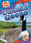 Canada Geese Cover Image