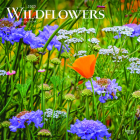 Wildflowers 2023 Square By Browntrout (Created by) Cover Image