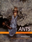 Ants of New Zealand By Warwick Don, Edward Wilson (Foreword by) Cover Image
