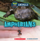 Big and Small: Amphibians (Wild World) By Brenna Maloney Cover Image