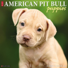 Just American Pit Bull Terrier Puppies 2023 Wall Calendar By Willow Creek Press Cover Image