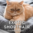 Exotic Shorthair: 2021 Wall Calendar, Cute Gift Idea For Exotic Shorthair Cat Lovers Or Owners Men And Women By Lively Afternoon Press Cover Image