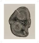 Woodcut (The artwork of Bryan Nash Gill) Cover Image