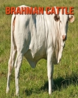 Brahman Cattle: Incredible Pictures and Fun Facts about Brahman Cattle By William Doyle Cover Image