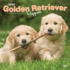 Golden Retriever Puppies 2020 Square Cover Image