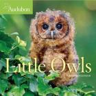 Audubon Little Owls Mini Wall Calendar 2020 By National Audubon Society, Workman Calendars (With) Cover Image