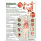 Understanding Inflammatory Bowel Disease (IBD) Anatomical Chart Cover Image