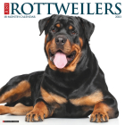 Just Rottweilers 2023 Wall Calendar By Willow Creek Press Cover Image