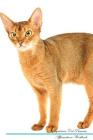 Abyssinian Cat Affirmations Workbook Abyssinian Cat Presents: Positive and Loving Affirmations Workbook. Includes: Mentoring Questions, Guidance, Supp Cover Image