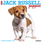 Just Jack Russell Puppies 2023 Wall Calendar By Willow Creek Press Cover Image