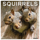 Squirrels 2024 12 X 12 Wall Calendar By Willow Creek Press Cover Image