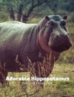 Adorable Hippopotamus Full-Color Picture Book: Hippo Picture Book for Children, Seniors and Alzheimer's Patients -Nature Animals Wildlife Cover Image