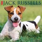 Just Jack Russells 2023 Wall Calendar By Willow Creek Press Cover Image