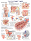 The Prostate Anatomical Chart By Anatomical Chart Company (Prepared for publication by) Cover Image