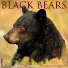 Black Bears 2024 12 X 12 Wall Calendar By Willow Creek Press Cover Image