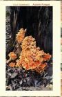 Your Notebook! Autumn Fungus By Mary Hirose Cover Image
