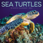 Sea Turtles 2024 12 X 12 Wall Calendar Cover Image