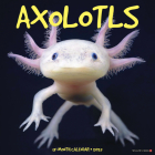 Axolotls 2025 12 X 12 Wall Calendar Cover Image