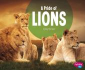 A Pride of Lions (Animal Groups) By Amy Kortuem Cover Image