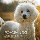 Poodles Calendar 2018: 16 Month Calendar By Paul Jenson Cover Image