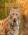 Bobcat: Amazing Pictures & Fun Facts on Animals in Nature By Evan Roth Cover Image