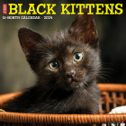 Just Black Kittens 2024 12 X 12 Wall Calendar Cover Image