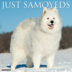 Just Samoyeds 2023 Wall Calendar By Willow Creek Press Cover Image