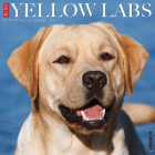 Just Yellow Labs 2025 12 X 12 Wall Calendar By Willow Creek Press Cover Image