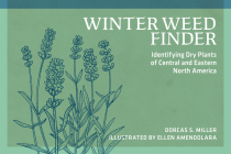 Winter Weed Finder: Identifying Dry Plants of Central and Eastern North America (Nature Study Guides) By Dorcas S. Miller, Ellen Amendolara (Illustrator) Cover Image