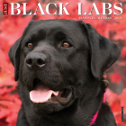 Just Black Labs 2024 12 X 12 Wall Calendar By Willow Creek Press Cover Image