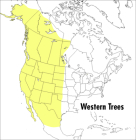 A Peterson Field Guide To Western Trees: Western United States and Canada (Peterson Field Guides) By Olivia Petrides Cover Image
