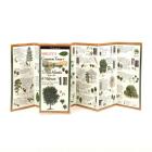 Sibley's Common Trees of Trails & Forests of the Mid-Atlantic & Midwest By David Sibley, David Sibley (Illustrator) Cover Image