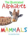 The Illustrated Alphabet of Mammals By Eve Heidi Bine-Stock Cover Image