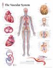 The Vascular System Chart: Wall Chart Cover Image