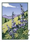 Lupines (Boxed): Boxed Set of 6 Cards By Bruce Smith, Yoshiko Yamamoto (Artist) Cover Image