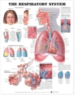 The Respiratory System Anatomical Chart Cover Image