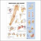 Shoulder and Elbow Anatomical Chart Cover Image