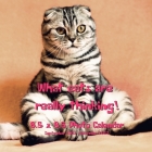 What Cats Are Really Thinking! 8.5 X 8.5 Calendar September 2021 -December 2022: Humorous Cats Calendar - Funny Cat Gifts for Cat Lovers By Lynne Book Press Cover Image