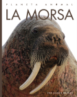 La morsa (Planeta animal) By Valerie Bodden Cover Image