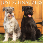 Just Schnauzers 2023 Wall Calendar By Willow Creek Press Cover Image