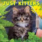 Just Kittens 2023 Wall Calendar By Willow Creek Press Cover Image