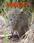 Bandicoot: Amazing Facts about Bandicoot By Devin Haines Cover Image