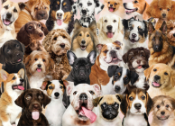 All the Dogs 500 Piece Jigsaw Puzzle Cover Image