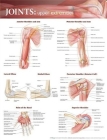 Joints of the Upper Extremities Anatomical Chart  Cover Image