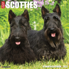 Just Scotties 2023 Wall Calendar By Willow Creek Press Cover Image