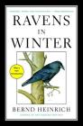 Ravens in Winter Cover Image