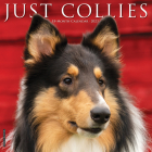 Just Collies 2023 Wall Calendar By Willow Creek Press Cover Image