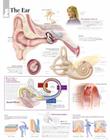 The Ear Chart: Wall Chart Cover Image