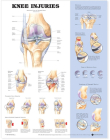 Knee Injuries Anatomical Chart Cover Image