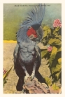 Vintage Journal Black Cockatoo, Miami, Florida By Found Image Press (Producer) Cover Image
